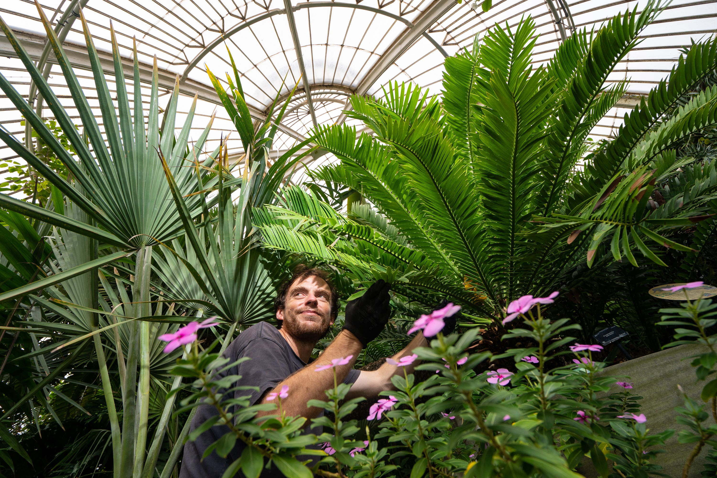 EMBARGOED TO 0001 THURSDAY SEPTEMBER 16 Botanical Horticulturalist Will Spoelstra with Kew Garden’s oldest plant, a prickly cycad (Encephalartos altensteinii) brought from South Africa to the UK in 1775, as the Royal Botanic Gardens Kew, in Richmond, London, celebrates another Guinness World Records title, the largest living plant collection on earth. Picture date: Wednesday September 15, 2021